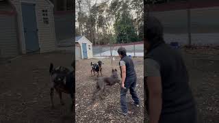 CANE CORSO farm WORKING stubborn goat canecorso dogtraining dog dogshorts herdingdog [upl. by Gonyea13]