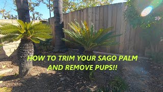 CYCAS REVOLUTA SAGO PALM HOW TO TRIM A SAGO PALM amp REMOVE PUPS [upl. by Kordula]