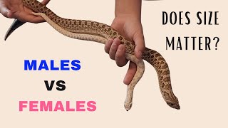 Male vs Female Western Hognose Snakes Size Feeding Enclosure amp Temperament Differences Explained [upl. by Ashlen]