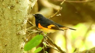 American Redstart  Pat ONeil Bird IDs [upl. by Ocker759]