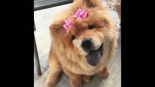 Just some chow chows to brighten up your day 🥳🥳💗💗 [upl. by Shirlene]