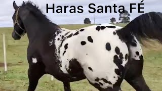 Incredible Appaloosa Horses From Haras Santa Fe [upl. by Aineles]