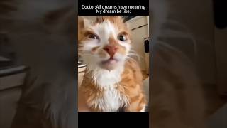 All dreams have meaning likeandsubscribe funny memes dreams cat catmemes shorts [upl. by Akimal]