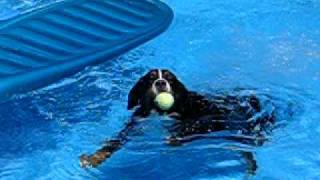 Bernese Mountain Dog Swims [upl. by Anileuqcaj]