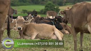 EMPRESARIOS DEL CAMPO PARDO SUIZO GANADERÍA EL VERGEL 09092017 [upl. by Yona]