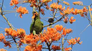 Orange winged parrot [upl. by Niwdog716]