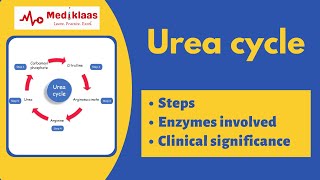 Urea cycle biochemistry [upl. by Ativel]