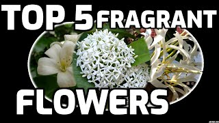 Worlds SMELLIEST Flowers and STINKIEST plants Worlds Most Spectacular Plants episode 13 of 14 [upl. by Novla]