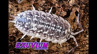 Porcellio haasi Light isopods [upl. by Savitt]