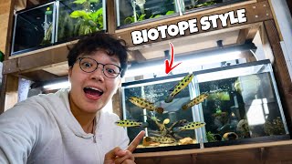 Setting Up the CHECKERBOARD CICHLID Biotope Tank [upl. by Oetomit]