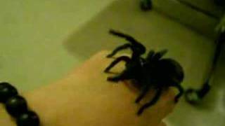 Brazilian Black Tarantula Handling [upl. by Eannaj]