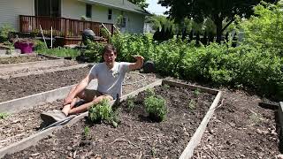 Answering 5 Popular NOT Dumb Questions About Growing Tomatoes [upl. by Wellington669]