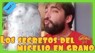 💡 Guía completa para cultivar MICELIO EN GRANO de forma exitosa  SECRETOS REVELADOS ✨🍄 [upl. by Dasa]