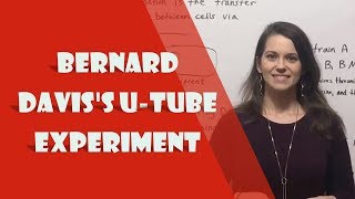 Bernard Daviss UTube Experiment Conjugation [upl. by Brig773]