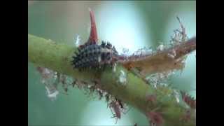 Larva di Coccinella che mangia gli Afidi  Ladybird larva eating Aphids [upl. by Navetse]