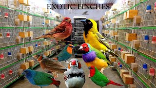 Extremely HighQuality Exotic Finches Breeding Setup [upl. by Aserahs]