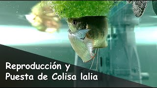 Colisa lalia al Natural Cortejo Cría Puesta y Reproduccion de Trichogaster lalius amp chuna [upl. by Neelahs]