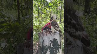 A man walks in the forest and meets a white eagle on a big tree trunkpart3short parrot dog gym [upl. by Femmine]