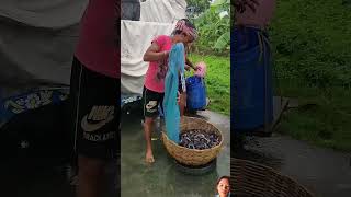 Fish farming l fish farming in India l fish 🐟 farming business l fishfarming shorts [upl. by Daisie]