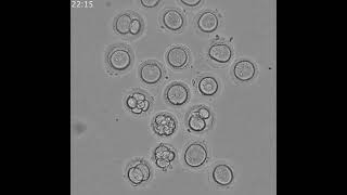 Timelapse of parthenogenetic activation [upl. by Diva]