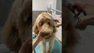 Curly Goldendoodle grooming [upl. by Catha]