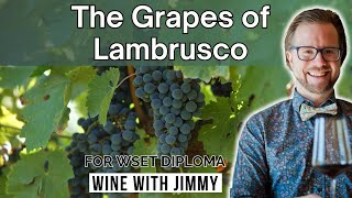 The Key Grapes of Lambrusco For WSET Level 4 Diploma [upl. by Rurik]