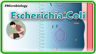 Escherichia coli E coli Animation  Microbiology USMLE Step 1 [upl. by Enedan]