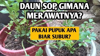 4 CARA MERAWAT DAUN SOP AGAR SUBUR [upl. by Anelak]