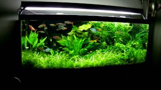 75 Gallon Planted Aquarium March 2013 [upl. by Estevan981]