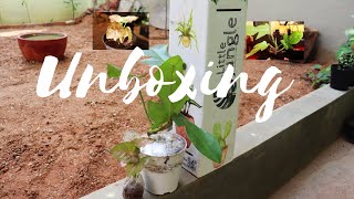 unboxing plants  philodendron squamiferum  syngonium pink [upl. by Xymenes]