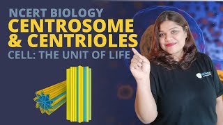 Centrosome and centrioles  Cell  Class 11 Biology [upl. by Naitsirhk]