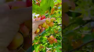 Beautiful Crabapplesfruit Summer fruitsshortvideo 2024crabapple fruitphotography [upl. by Francoise]