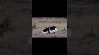 Animals mating naturally animal animalmoments wildlife [upl. by Nalra]