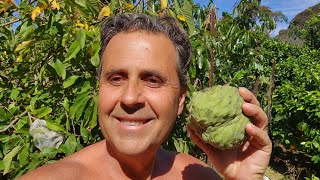 Subtropical Cherimoya is Ready  Late Spring Annona Update [upl. by Nema413]