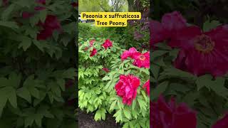 Tree Peony  Paeonia x suffruticosa peonies flowers plants beautiful fypシ [upl. by Margaux]