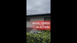 See our whirlybirds in action 🎬 [upl. by Sirred]