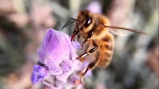 How bees turn nectar into honey [upl. by Roxine524]