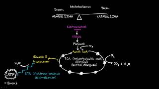 Metabolizma Biyoloji Sağlık Bilgisi ve Tıp [upl. by Gnahk]