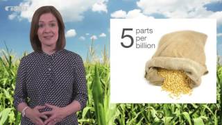 Mycotoxin reduction in cereal grains [upl. by Delaney]