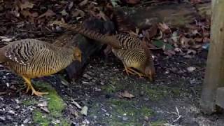 Kew Gardens London A Sunday Morning Ramble Feb 2018 [upl. by Tay]