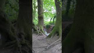 Footbridge at Coetiroedd Nant Fawr Woodlands [upl. by Helyn]