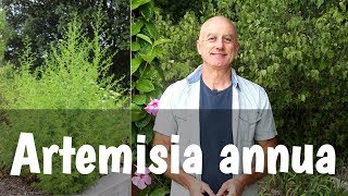 Armoise annuelle Artemisia annua  malaria et cancer [upl. by Eitirahc3]