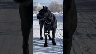 quotTop 3 Weirdest Dog Breeds You Wont Believe Exist 🐶😱 [upl. by Akkin216]