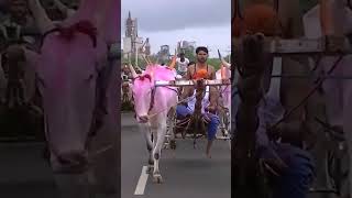 Bullock cart race at Yadavad [upl. by Sheffie]