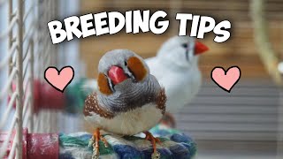 How to Breed Zebra Finches Step by Step [upl. by Correna]