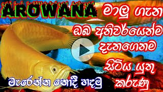 අරැවානා fish sinhala  How to make arowana fish properly  fish sinhala  arowana fish [upl. by Ellak]