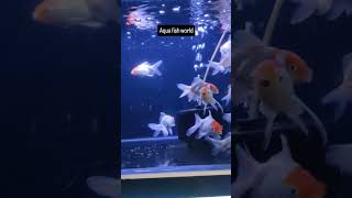 Redcap fish  Aqua Fish world aquarium aquariumfishpriceinindia aquafishworld [upl. by Eneleahs881]