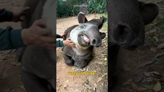 Brazilian Tapir  The Most Cutest Giant Animal [upl. by Killie59]