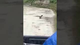 Yellow throated marten tries to catch cat [upl. by Culliton]