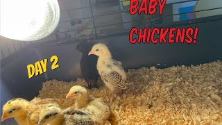 Shorter version Baby chickens day 2 [upl. by Aicilic]